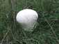 Pikkelyes pöfeteg (Lycoperdon utriforme), Erdély, Hargita megye